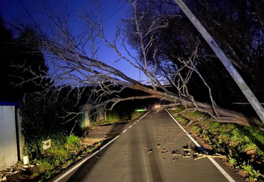 O GES de Brión leva retiradas catro árbores caídas en Ames e Brión nas últimas 24 horas por mor dos fortes ventos